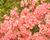 Azalka japonská 'Blaauw's Pink'