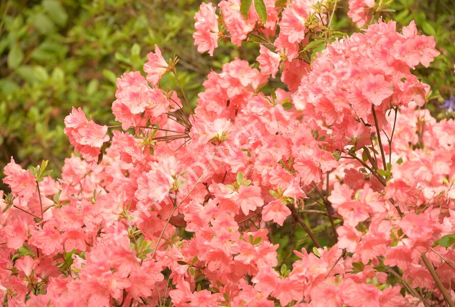 Azalka japonská 'Blaauw's Pink' - Azalea japonica 'Blaauw's Pink'
