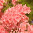 Azalka japonská 'Blaauw's Pink' - Azalea japonica 'Blaauw's Pink'
