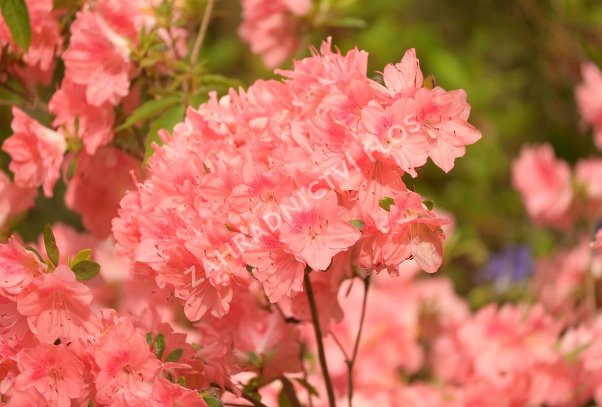 Azalka japonská 'Blaauw's Pink' - Azalea japonica 'Blaauw's Pink'