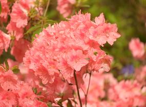 Azalka japonská 'Blaauw's Pink' - Azalea japonica 'Blaauw's Pink'