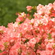 Azalka japonská 'Blaauw's Pink' - Azalea japonica 'Blaauw's Pink'