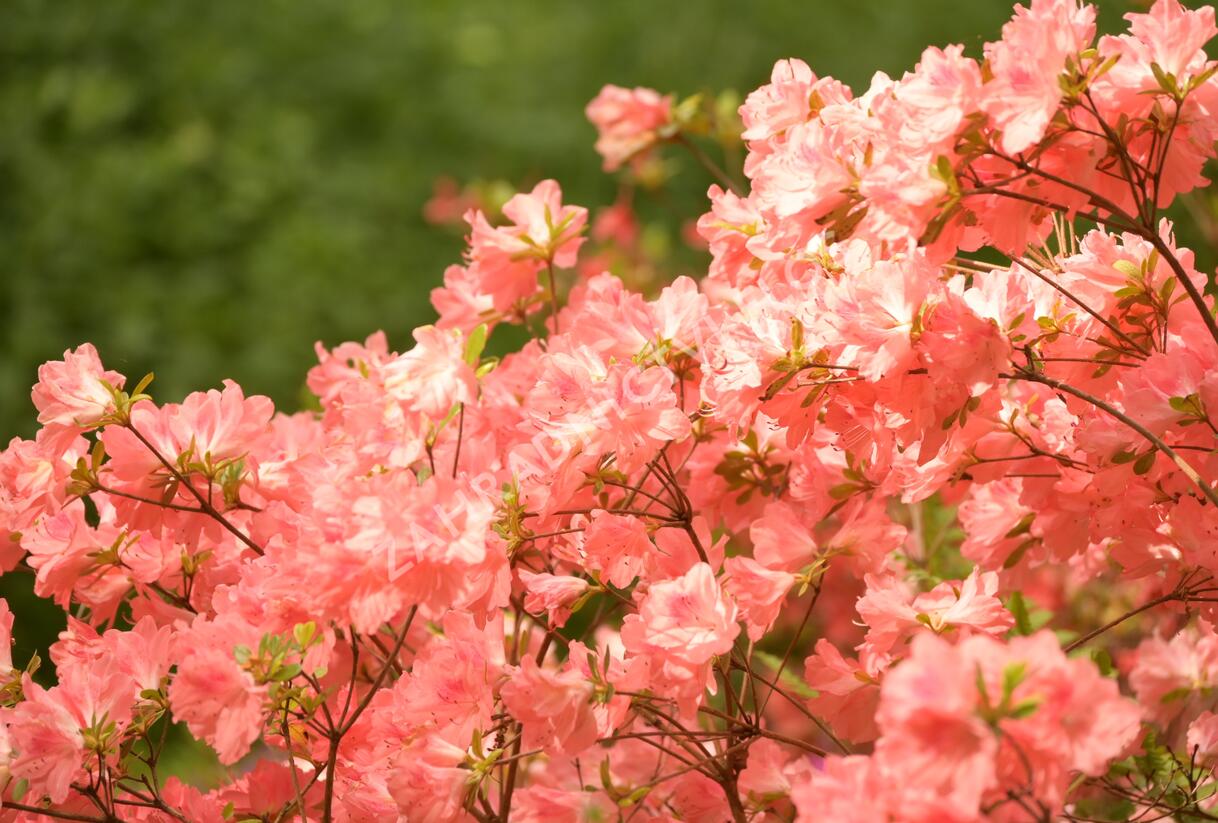Azalka japonská 'Blaauw's Pink' - Azalea japonica 'Blaauw's Pink'
