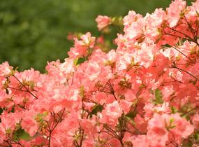 Azalka japonská 'Blaauw's Pink' - Azalea japonica 'Blaauw's Pink'