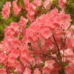 Azalka japonská 'Blaauw's Pink' - Azalea japonica 'Blaauw's Pink'