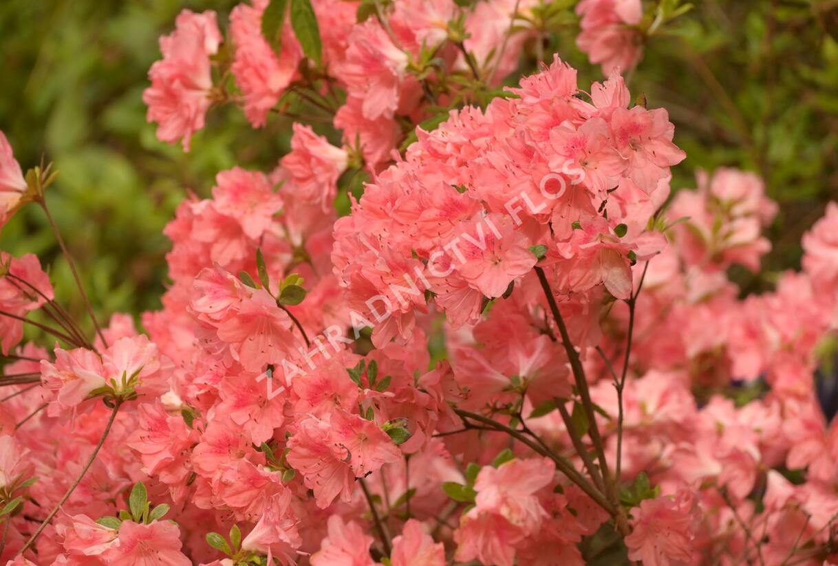 Azalka japonská 'Blaauw's Pink' - Azalea japonica 'Blaauw's Pink'