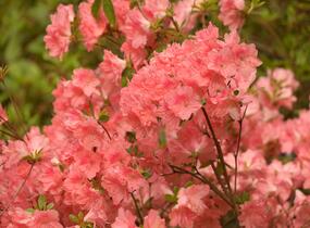 Azalka japonská 'Blaauw's Pink' - Azalea japonica 'Blaauw's Pink'