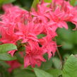 Azalka 'Homebush' - Azalea (KH) 'Homebush'