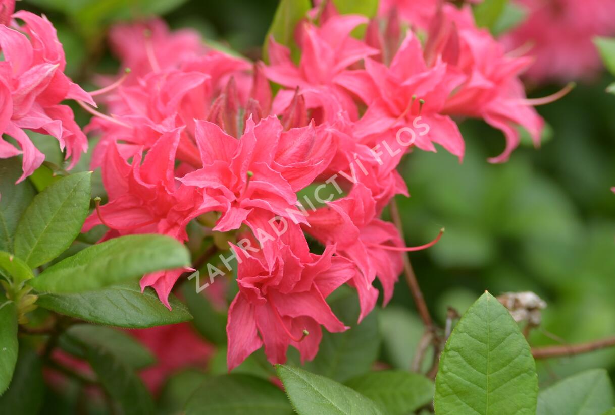 Azalka 'Homebush' - Azalea (KH) 'Homebush'