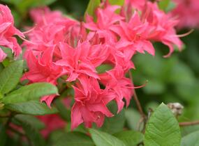 Azalka 'Homebush' - Azalea (KH) 'Homebush'
