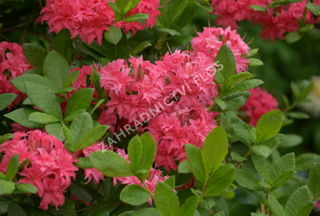 Azalka 'Homebush' - Azalea (KH) 'Homebush'