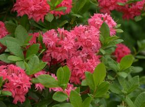 Azalka 'Homebush' - Azalea (KH) 'Homebush'