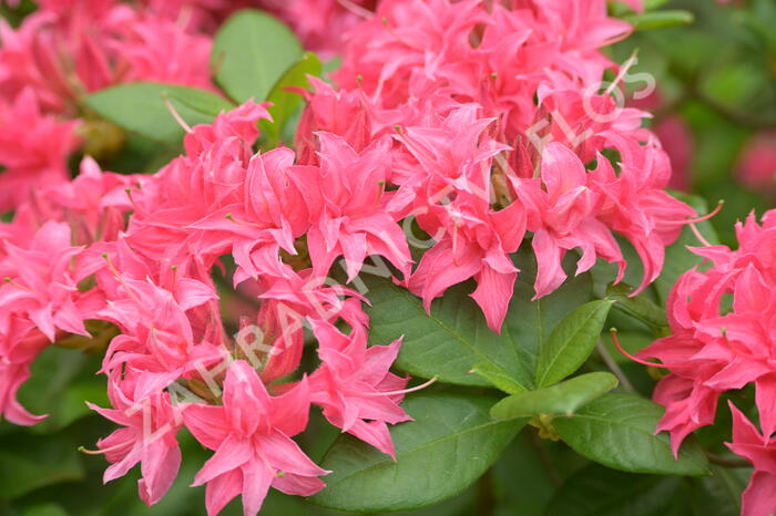 Azalka 'Homebush' - Azalea (KH) 'Homebush'