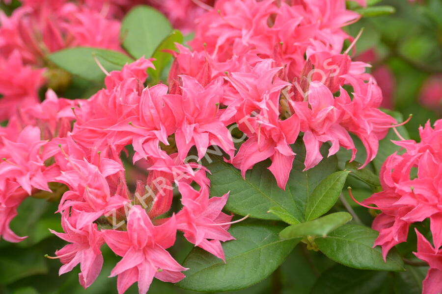 Azalka 'Homebush' - Azalea (KH) 'Homebush'