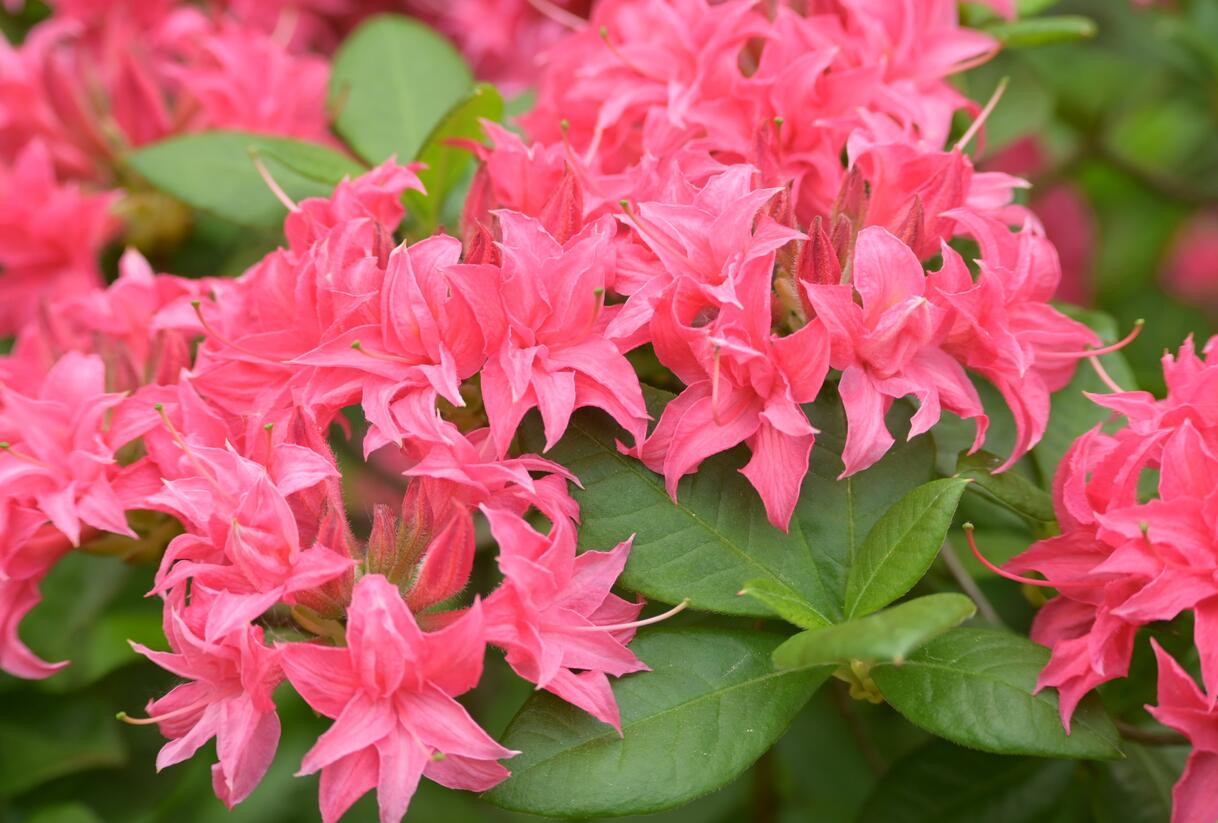 Azalka 'Homebush' - Azalea (KH) 'Homebush'