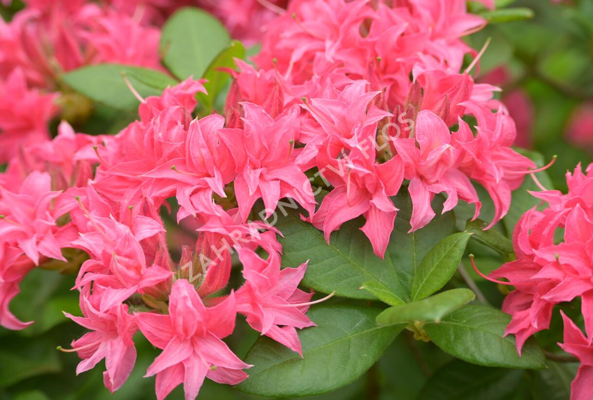 Azalka 'Homebush' - Azalea (KH) 'Homebush'