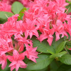 Azalka 'Homebush' - Azalea (KH) 'Homebush'