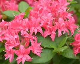 Azalka 'Homebush'