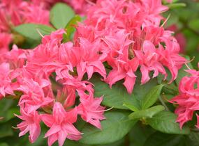 Azalka 'Homebush' - Azalea (KH) 'Homebush'