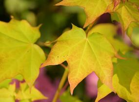Javor kapadocký 'Aureum' - Acer cappadocicum 'Aureum'