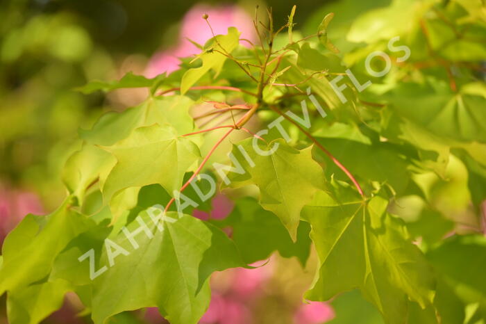 Javor kapadocký 'Aureum' - Acer cappadocicum 'Aureum'