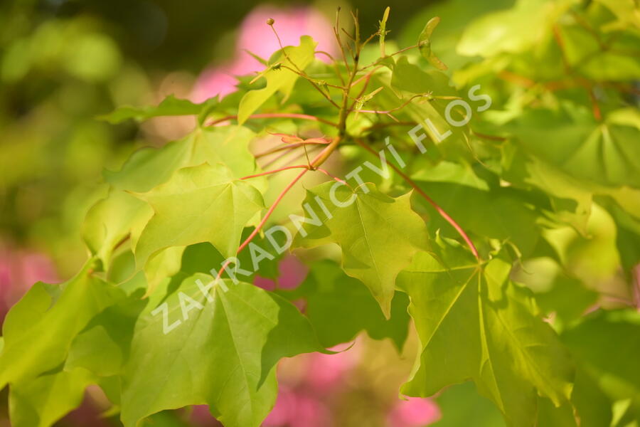 Javor kapadocký 'Aureum' - Acer cappadocicum 'Aureum'