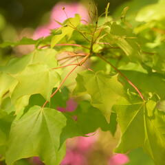 Javor kapadocký 'Aureum' - Acer cappadocicum 'Aureum'