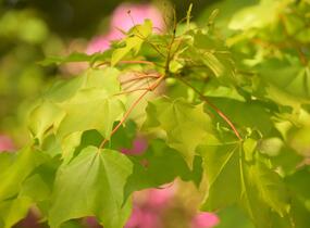 Javor kapadocký 'Aureum' - Acer cappadocicum 'Aureum'