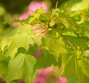 Javor kapadocký 'Aureum' - Acer cappadocicum 'Aureum'