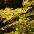 Javor japonský 'Aconitifolium' - Acer japonicum 'Aconitifolium'