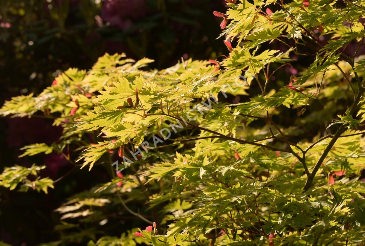 Javor japonský 'Aconitifolium' - Acer japonicum 'Aconitifolium'