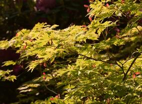 Javor japonský 'Aconitifolium' - Acer japonicum 'Aconitifolium'