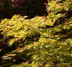 Javor japonský 'Aconitifolium' - Acer japonicum 'Aconitifolium'
