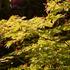 Acer japonicum 'Aconitifolium'.JPG