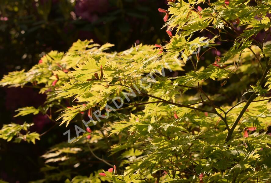Javor japonský 'Aconitifolium' - Acer japonicum 'Aconitifolium'