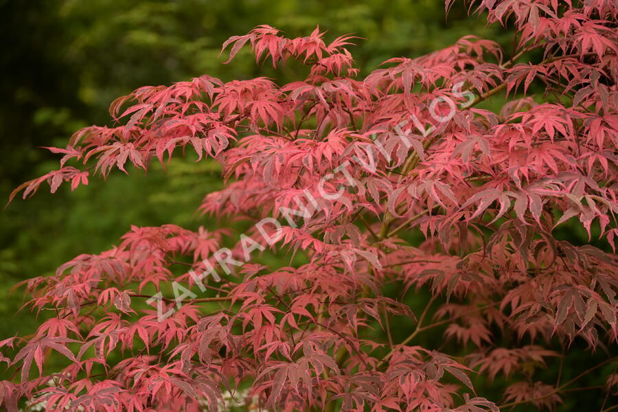 Javor dlanitolistý 'Geisha Gone Wild' - Acer palmatum 'Geisha Gone Wild'