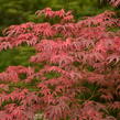 Javor dlanitolistý 'Geisha Gone Wild' - Acer palmatum 'Geisha Gone Wild'