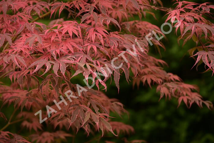 Javor dlanitolistý 'Geisha Gone Wild' - Acer palmatum 'Geisha Gone Wild'