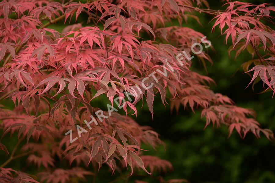 Javor dlanitolistý 'Geisha Gone Wild' - Acer palmatum 'Geisha Gone Wild'