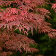 Javor dlanitolistý 'Geisha Gone Wild' - Acer palmatum 'Geisha Gone Wild'
