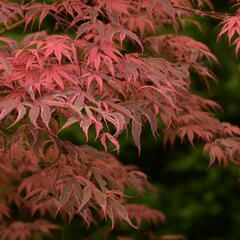 Javor dlanitolistý 'Geisha Gone Wild' - Acer palmatum 'Geisha Gone Wild'