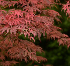 Javor dlanitolistý 'Geisha Gone Wild' - Acer palmatum 'Geisha Gone Wild'