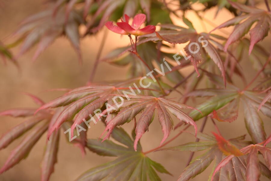 Javor dlanitolistý 'Trompenburg' - Acer palmatum 'Trompenburg'