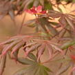 Javor dlanitolistý 'Trompenburg' - Acer palmatum 'Trompenburg'