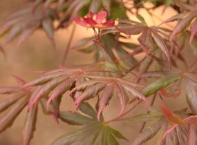Javor dlanitolistý 'Trompenburg' - Acer palmatum 'Trompenburg'
