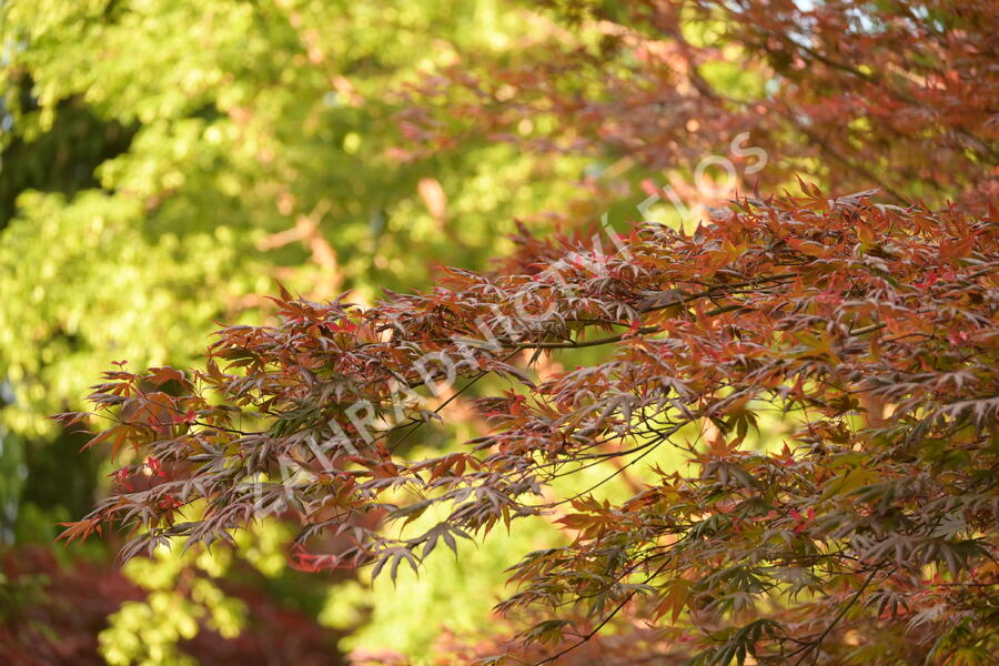 Javor dlanitolistý 'Trompenburg' - Acer palmatum 'Trompenburg'
