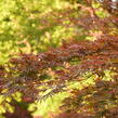Javor dlanitolistý 'Trompenburg' - Acer palmatum 'Trompenburg'