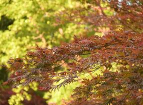 Javor dlanitolistý 'Trompenburg' - Acer palmatum 'Trompenburg'