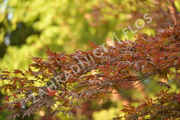 Javor dlanitolistý 'Trompenburg' - Acer palmatum 'Trompenburg'