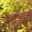 Javor dlanitolistý 'Trompenburg' - Acer palmatum 'Trompenburg'